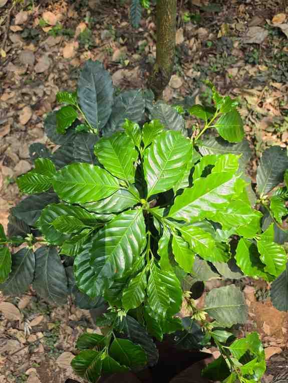 Coffee, our anchor crop