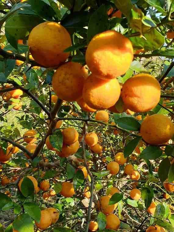 GI Tagged Kachai Lemon