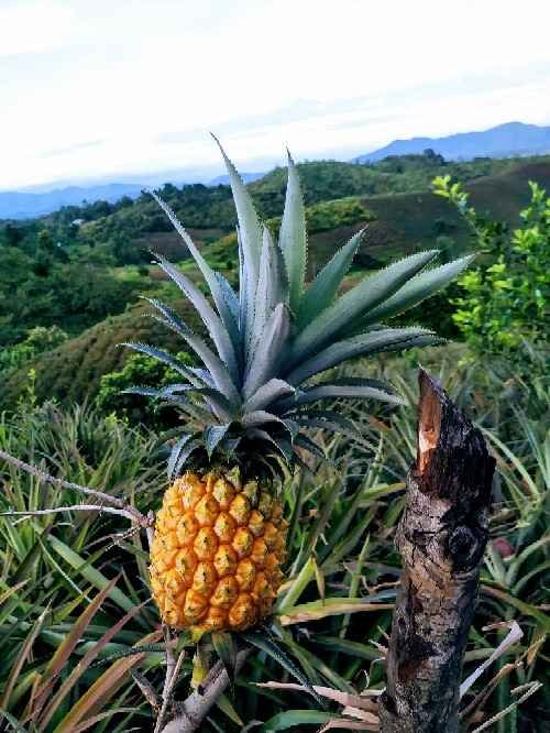 Victoria Queen Pineapple